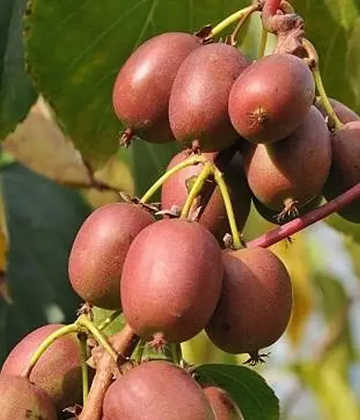 Kiwi (Actinidia arguta) WEIKI F
