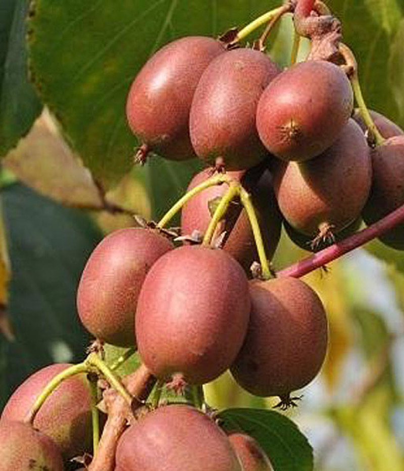 Kiwi (Actinidia arguta) WEIKI F - Tutifruti SK