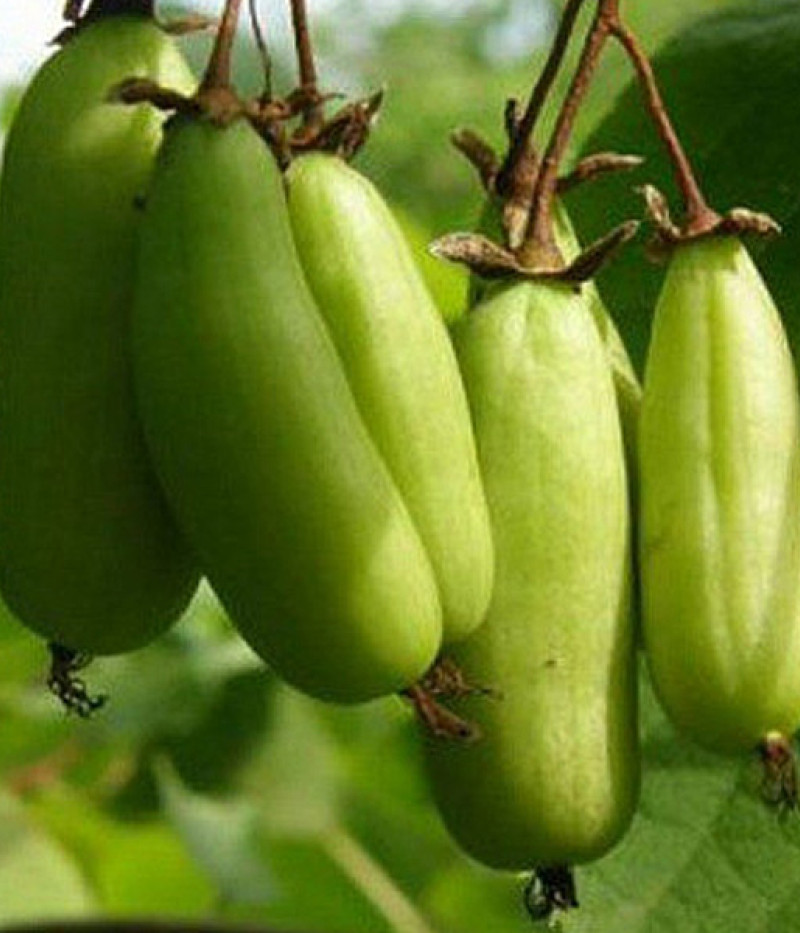 Kiwi (Actinidia kolomikta ) VITAKOLA - Tutifruti SK