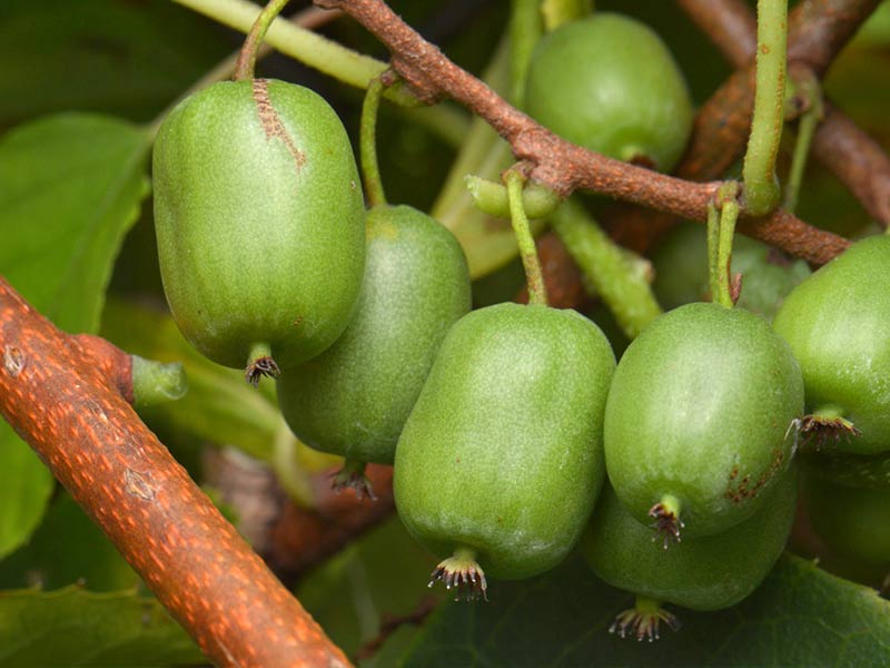 Kiwi (Actinidia arguta) VITIKIWI