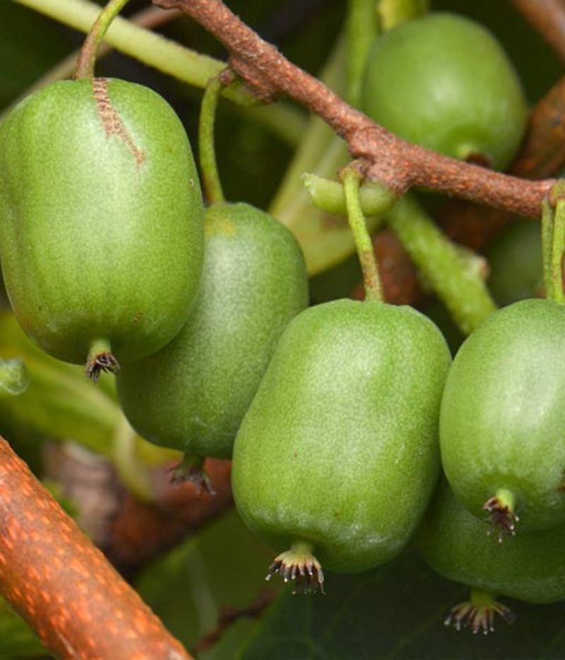 Kiwi (Actinidia arguta) VITIKIWI - Tutifruti SK