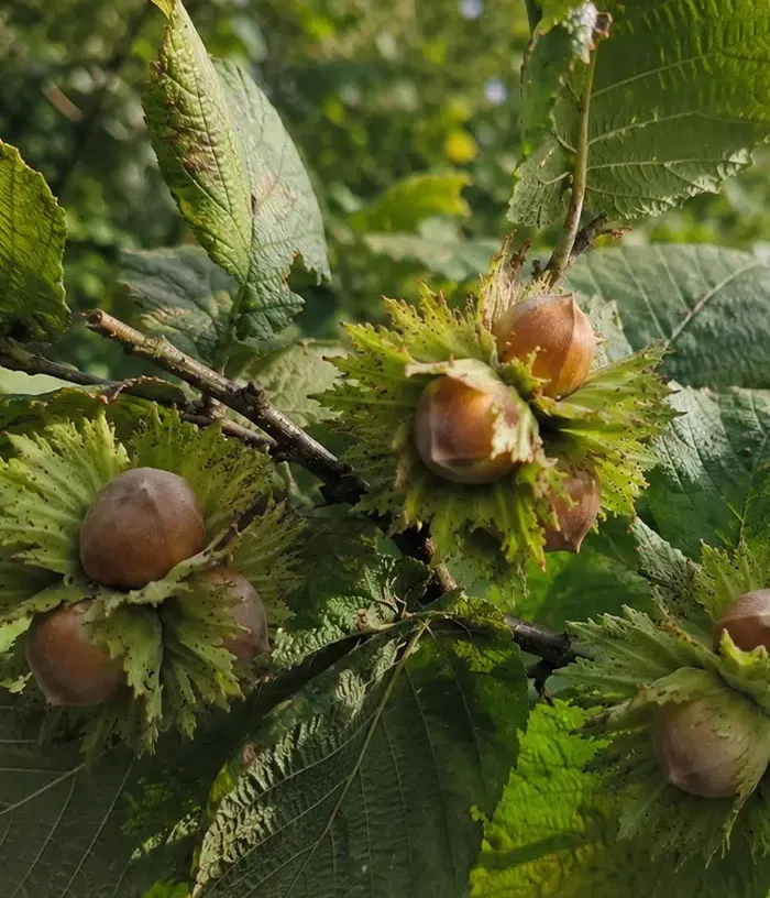 BIO Lieska obyčajná (Corylus avellana) TONDA GENTILE DELLE LANGHE - Tutifruti, s.r.o.