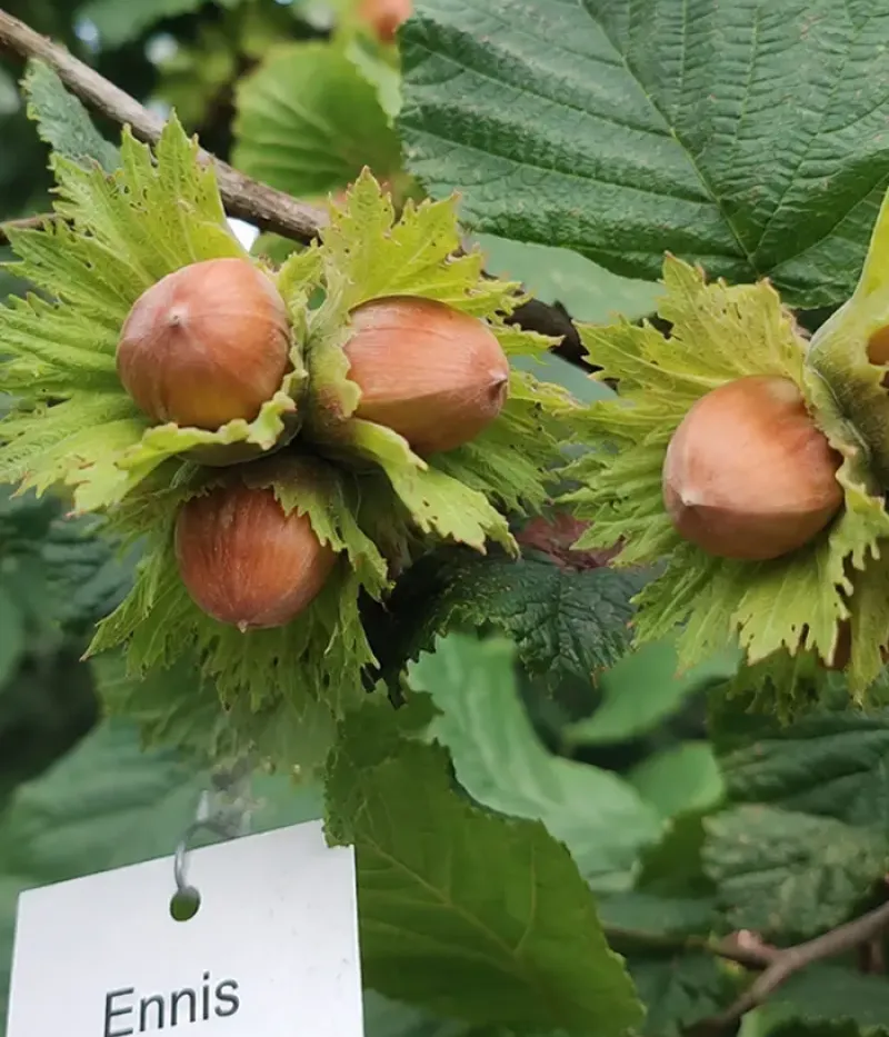 BIO Haselnuss (Corylus avellana) ENNIS - Tutifruti, s.r.o.