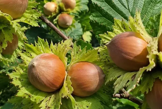 Antioxidanty v lieskovcoch: porovnanie s vlašskými orechmi a mandľami