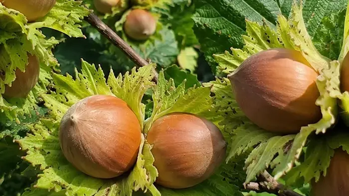 Antioxidanty v lieskovcoch: porovnanie s vlašskými orechmi a mandľami