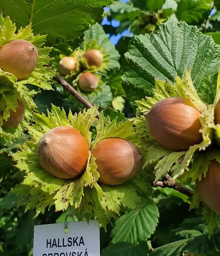 BIO Lieska obyčajná (Corylus avellana) HALLSKA OBROVSKÁ - Tutifruti, s.r.o.