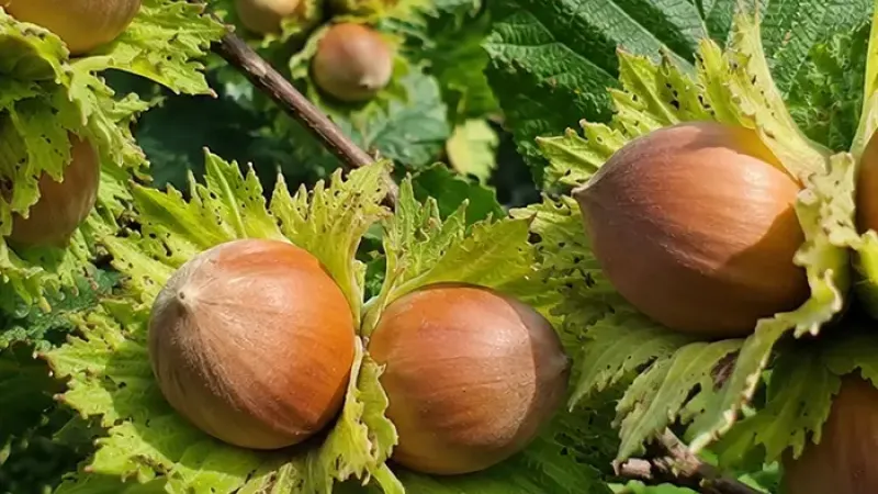 Antioxidanty v lieskovcoch: porovnanie s vlašskými orechmi a mandľami
