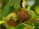 BIO Lieska obyčajná (Corylus avellana) - Tutifruti SK