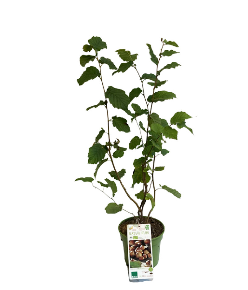 BIO Lieska obyčajná (Corylus avellana) - Tutifruti SK