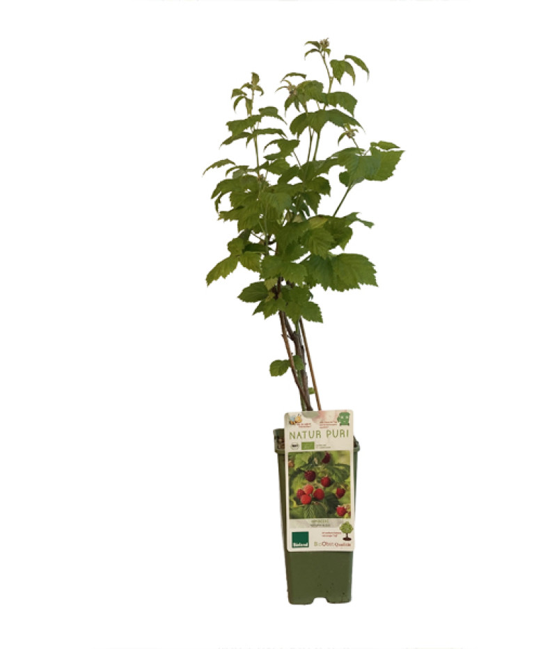 BIO Malina (Rubus idaeus) AUTUMN BLISS - Tutifruti, s.r.o.