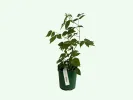 Raspberry (Rubus idaeus) Delniwa - Tutifruti SK