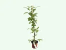 Malina (Rubus idaeus) POLANA - Tutifruti SK