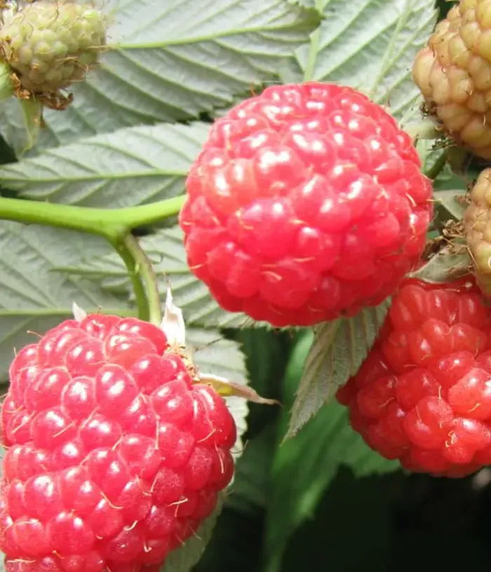 Malina (Rubus idaeus) SHAKHRAZADA - Tutifruti, s.r.o.