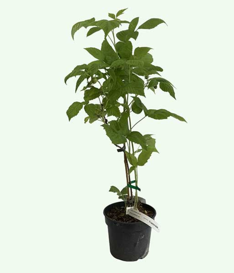 Raspberry (Rubus idaeus) HUSARIA - Tutifruti SK