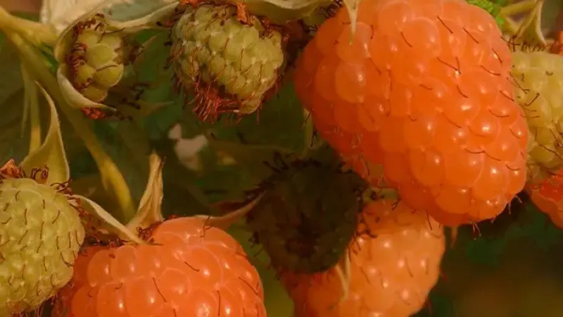 Talianska elegancia vo vašej záhrade: Predstavujeme licencované maliny 'Ambra', 'Parsifal' a 'Clarita'