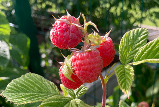 Jesenné remontantné maliny: Aroma Queen, Autumn Bliss a First