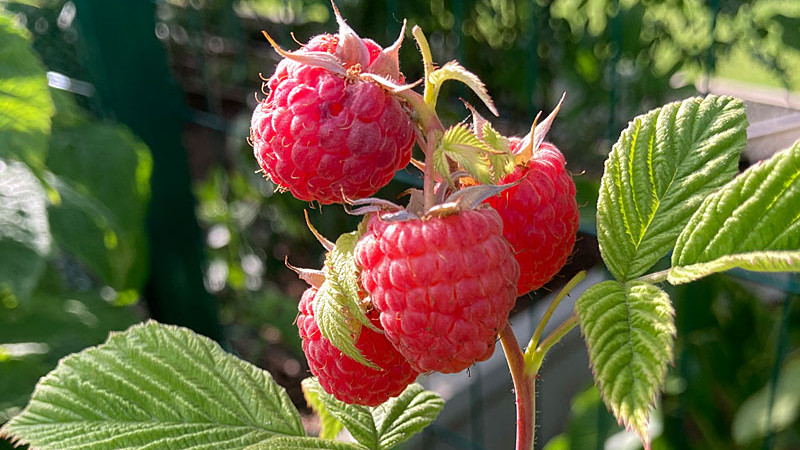Jesenné remontantné maliny: Aroma Queen, Autumn Bliss a First