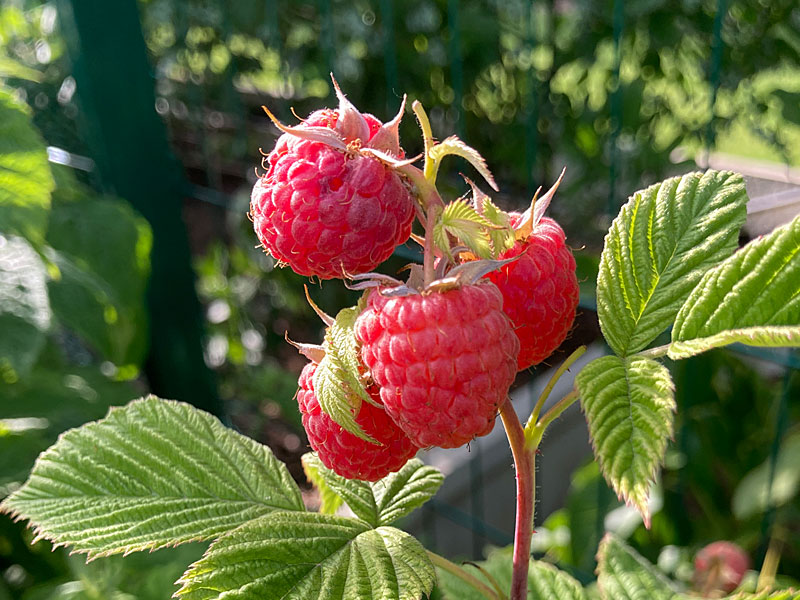 Bio Malina (Rubus idaeus) AROMA QUEEN