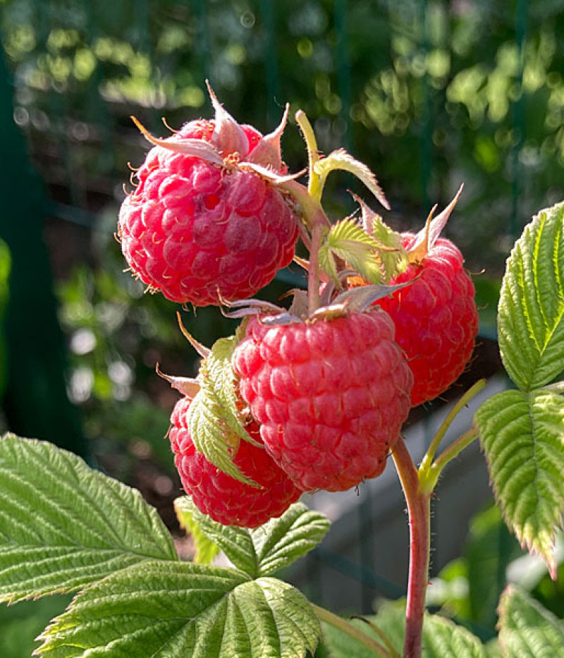 BIO Malina (Rubus idaeus) AROMA QUEEN - Tutifruti, s.r.o.