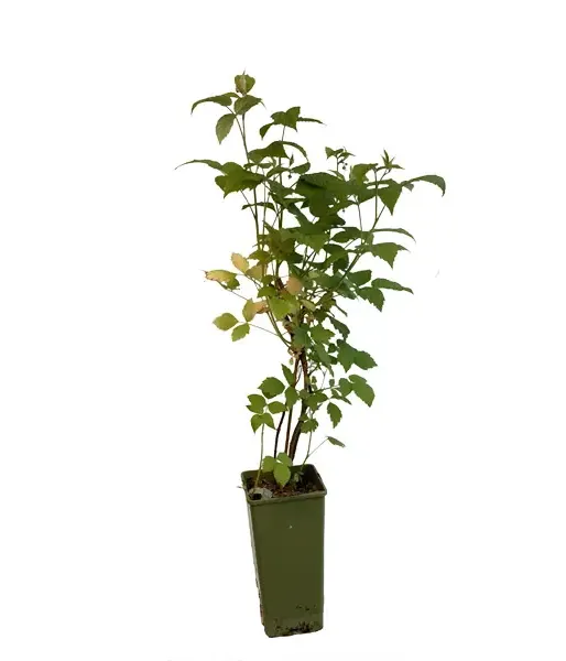 BIO Raspberry (Rubus idaeus) AROMA QUEEN