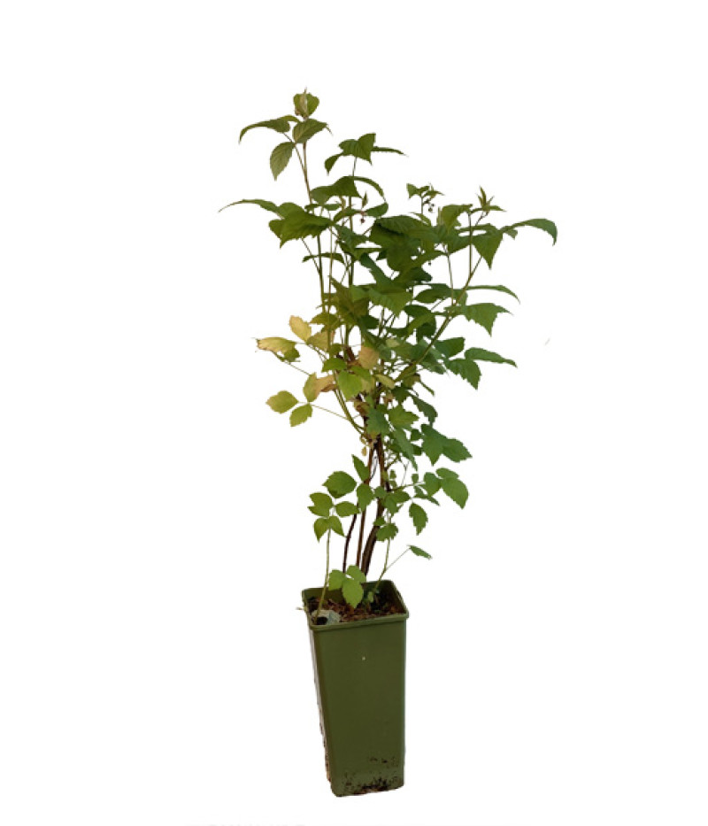 BIO Malina (Rubus idaeus) MALLING PROMISE - Tutifruti, s.r.o.