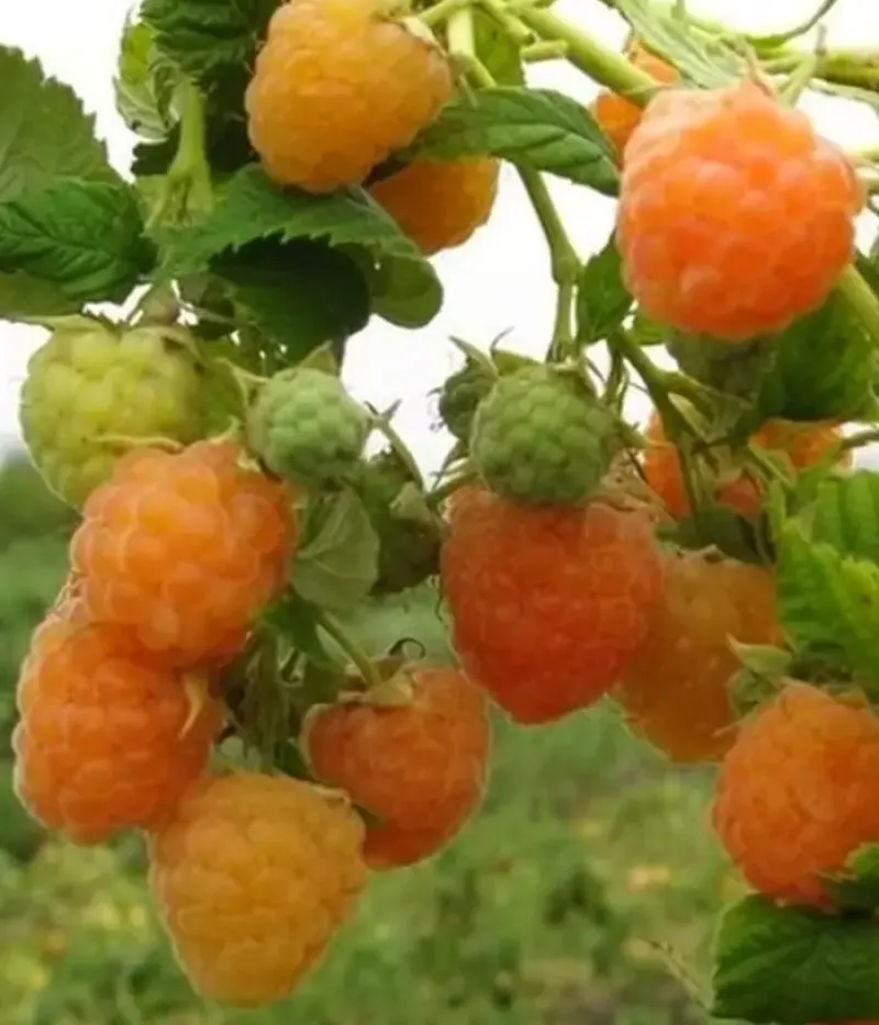 Malina (Rubus idaeus) ARTA - Tutifruti, s.r.o.