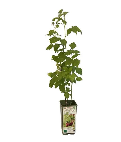 BIO Malina (Rubus idaeus) AUTUMN FIRST - Tutifruti, s.r.o.