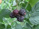 Raspberry (Rubus idaeus) Bristol - Tutifruti SK