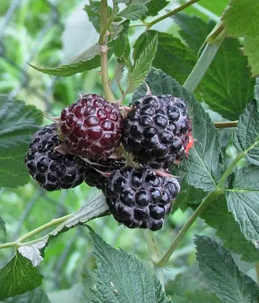 Raspberry (Rubus idaeus) Bristol - Tutifruti SK