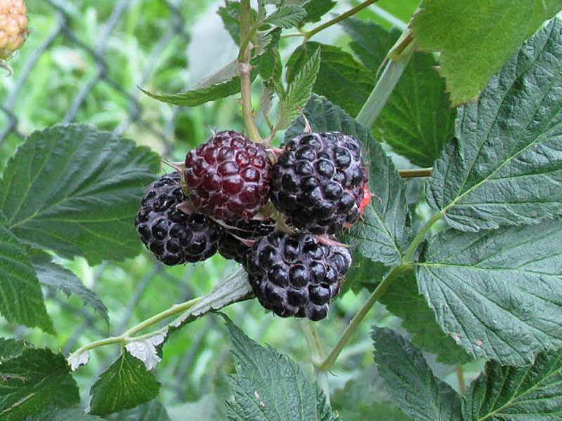 Malina (Rubus idaeus) Bristol