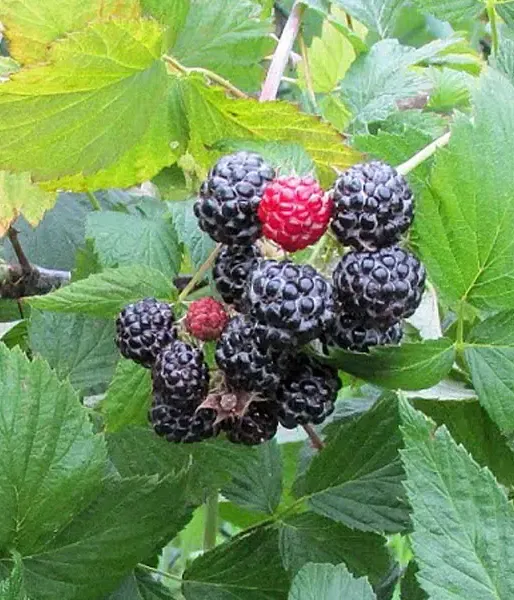 Malina čierna (Rubus occidentalis) SELENA