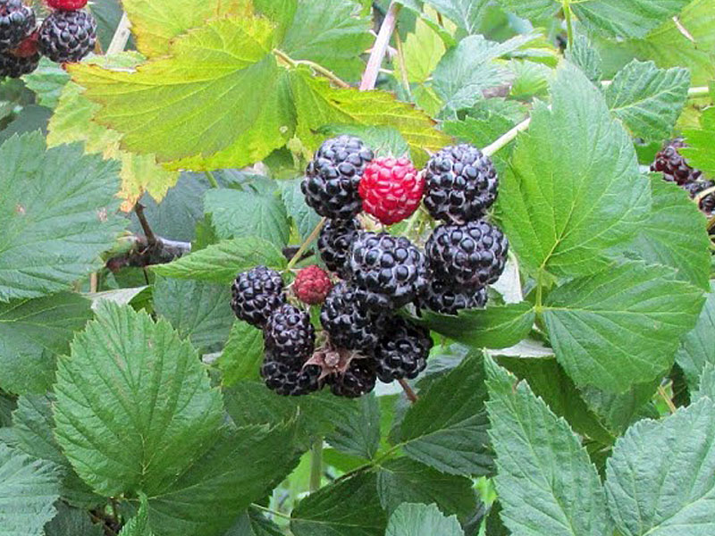 Malina (Rubus idaeus) Bristol