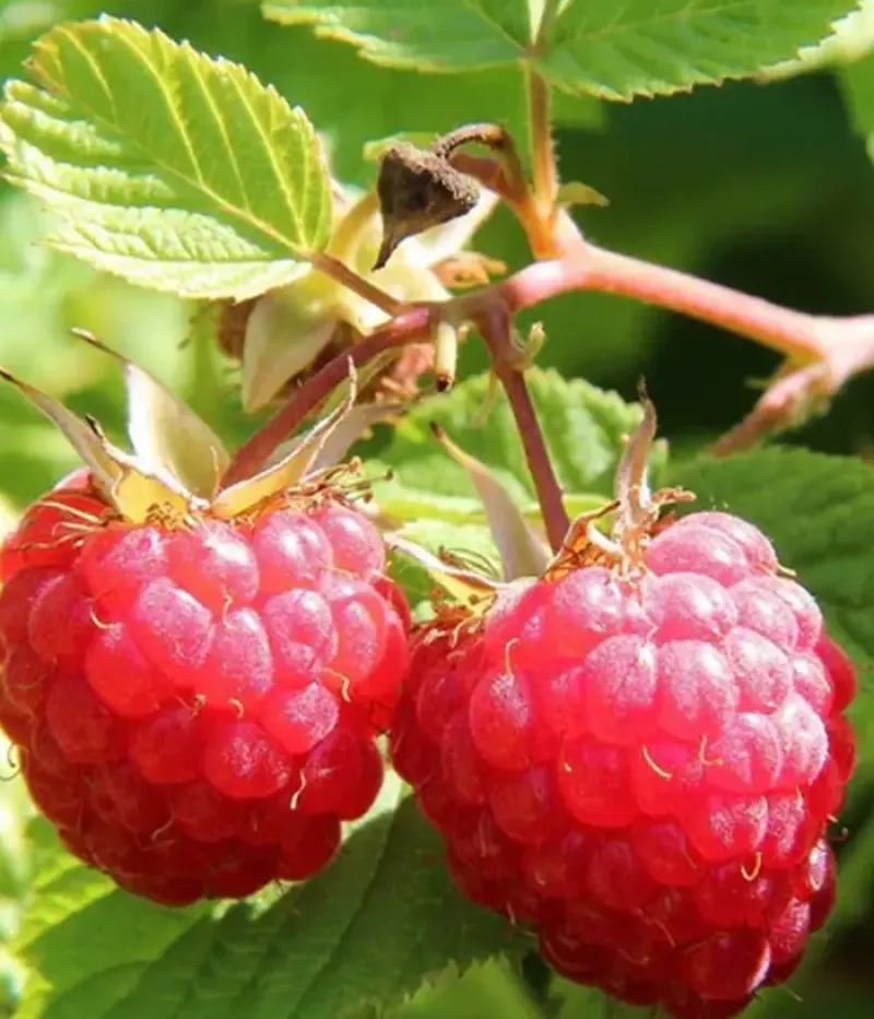 Malina (Rubus idaeus) CLARITA - Tutifruti, s.r.o.