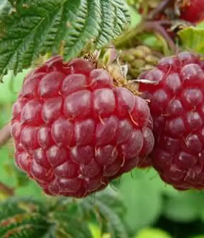Raspberry (Rubus idaeus) DAIGA - Tutifruti, s.r.o.
