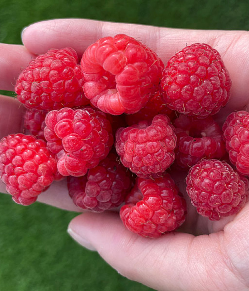 Malina (Rubus idaeus) Delniwa - Tutifruti SK