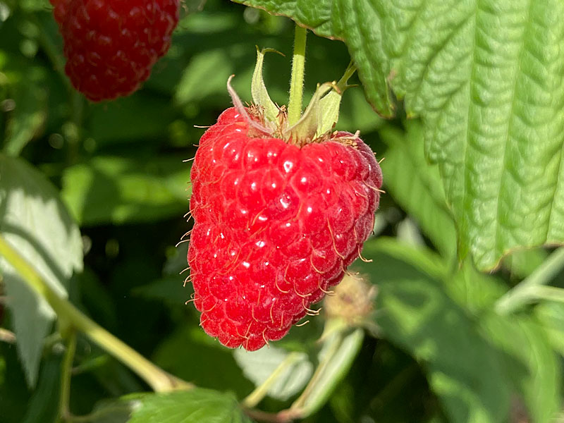 Malina (Rubus idaeus) Delniwa