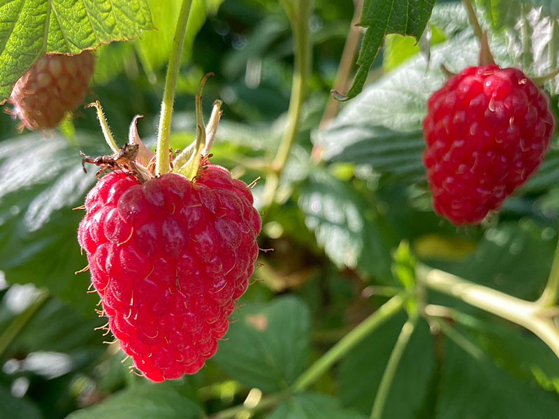 Bio Malina (Rubus idaeus) AUTUMN FIRST