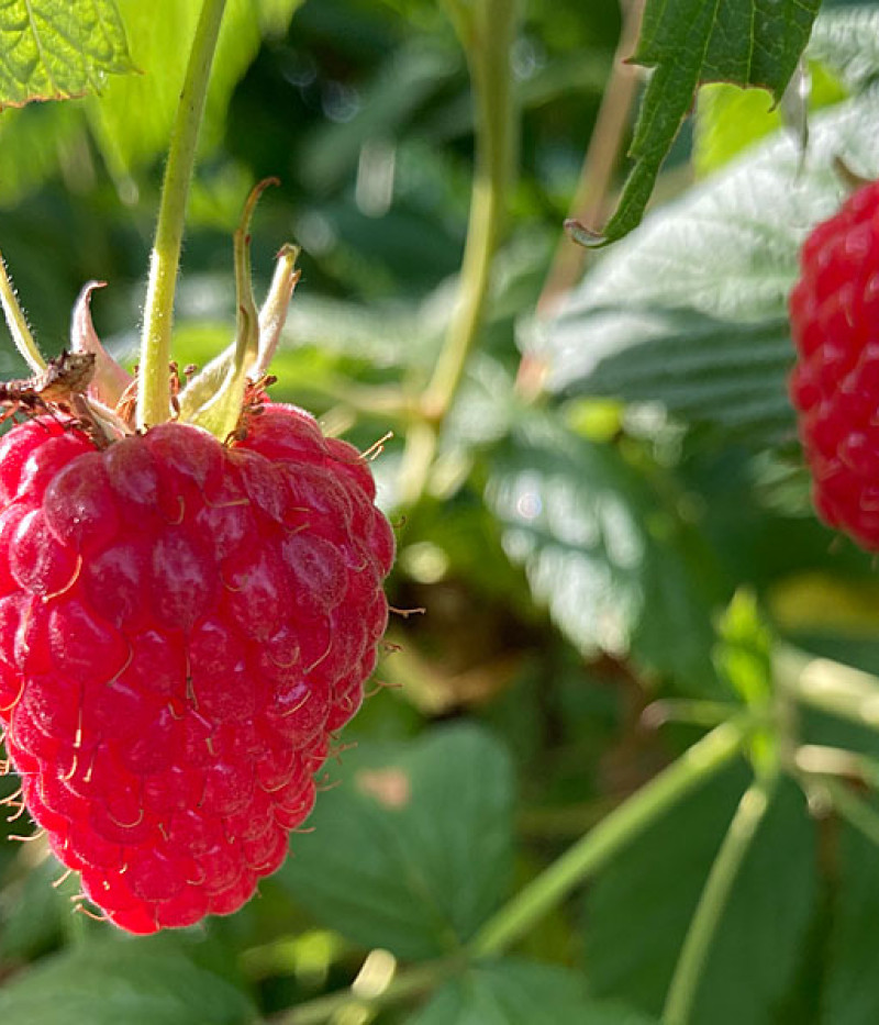 BIO Malina (Rubus idaeus) AUTUMN FIRST - Tutifruti, s.r.o.