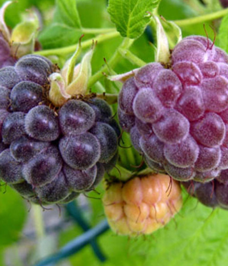 BIO Malina (Rubus idaeus) GLEN COE - Tutifruti, s.r.o.