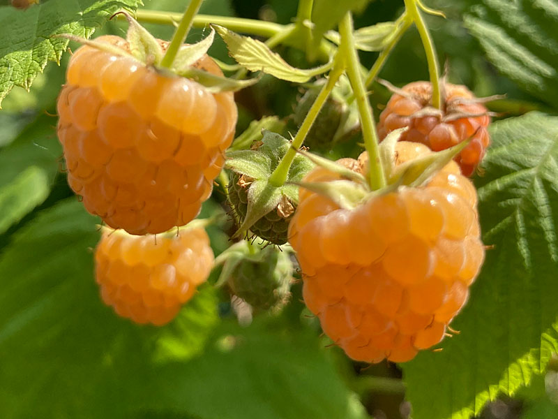 Malina (Rubus idaeus) Golden Queen