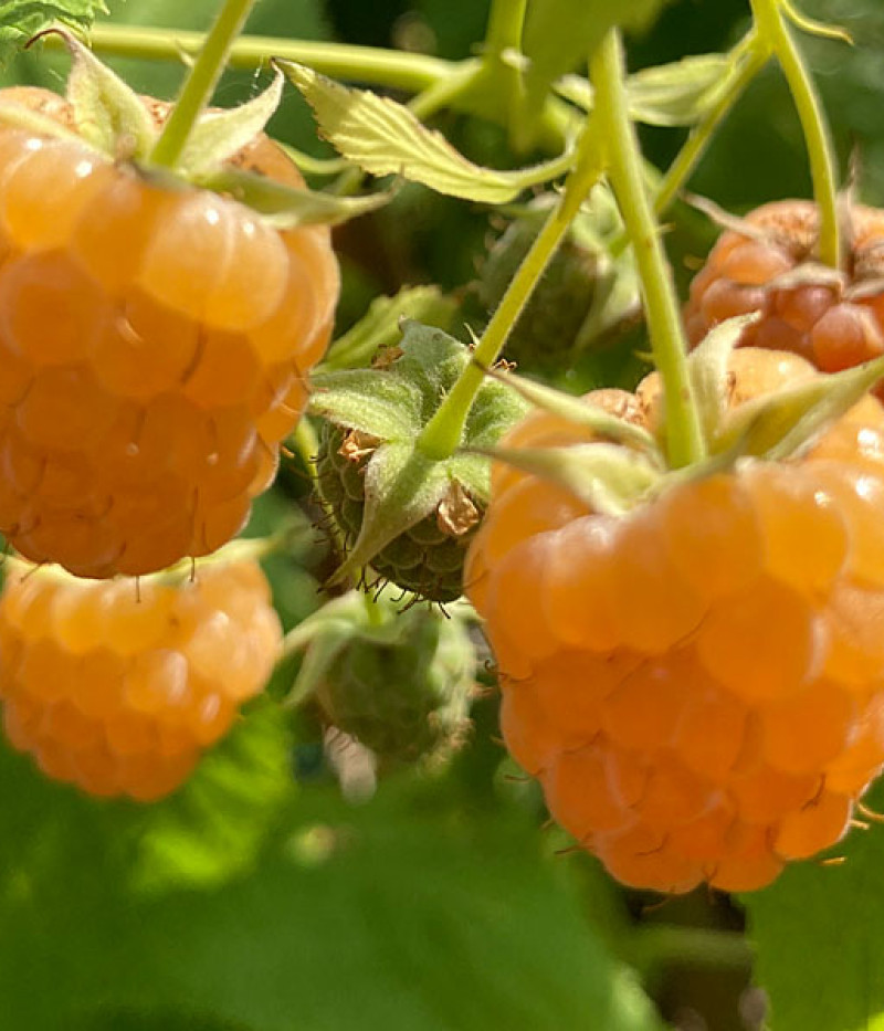 Raspberry (Rubus idaeus) Golden Queen - Tutifruti SK