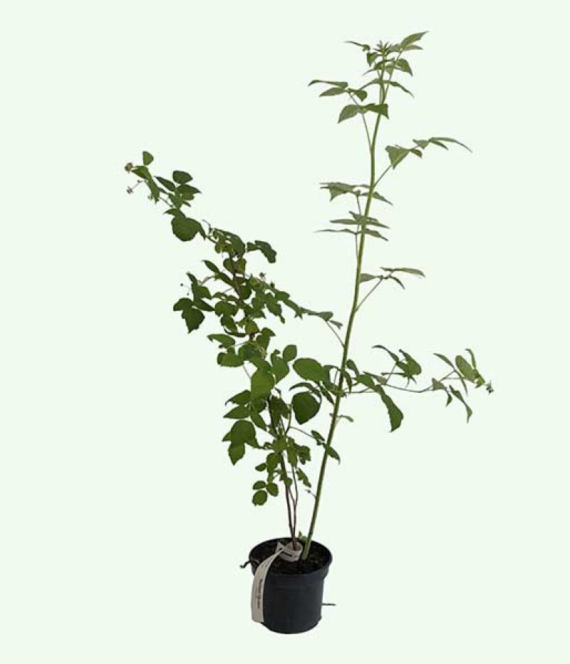 Raspberry (Rubus idaeus) Golden Queen - Tutifruti SK
