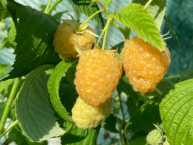 Malina (Rubus idaeus) Golden Queen