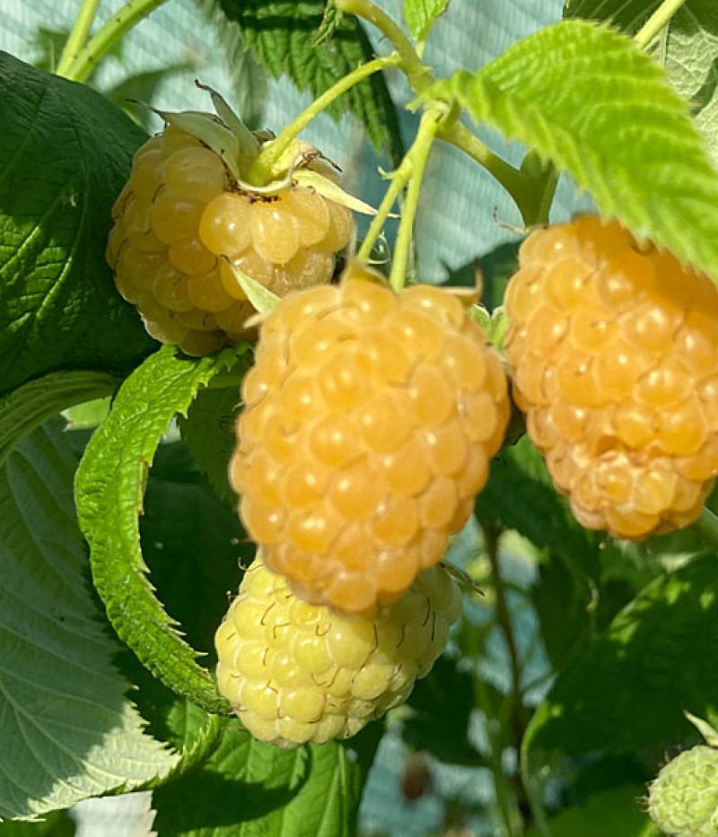 Malina (Rubus idaeus) JANTAR - Tutifruti SK