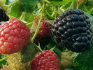 Raspberry (Rubus x neglectus) HEBAN - Tutifruti SK