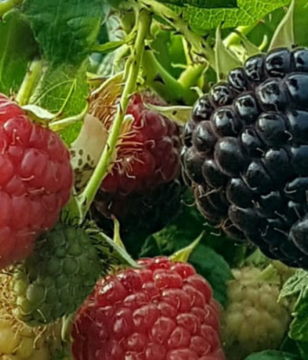 Malina (Rubus x neglectus) HEBAN