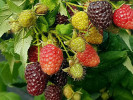 Raspberry (Rubus x neglectus) HEBAN - Tutifruti SK