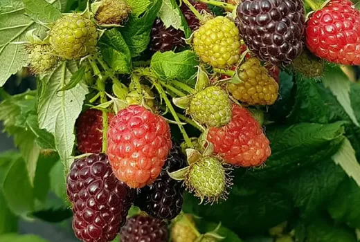 Tajomstvo dokonalých malín: ruská, lotyšská a škótska genetika