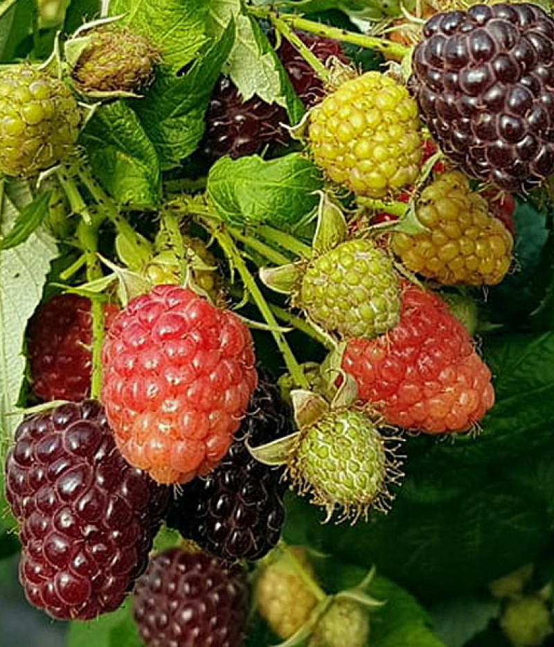 Raspberry (Rubus x neglectus) HEBAN - Tutifruti SK