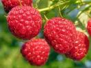 BIO Malina (Rubus idaeus) AUTUMN BLISS - Tutifruti, s.r.o.